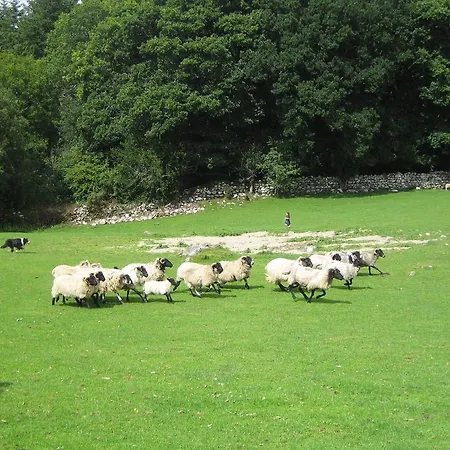 Muckross Riding Stables キラーニー