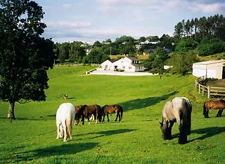 Gospodarstwo agroturystyczne Muckross Riding Stables