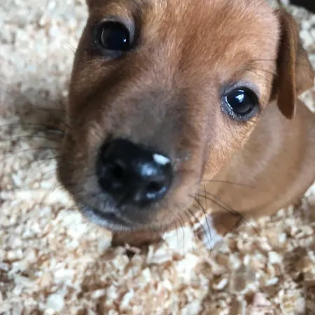 Muckross Riding Stables *