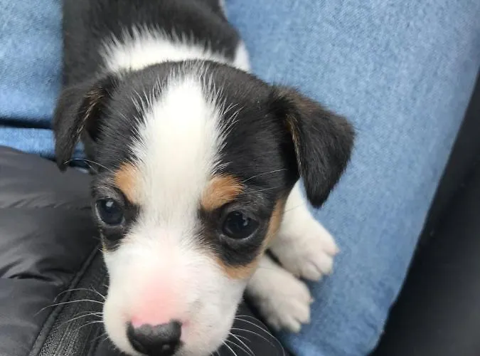 Фермерский дом Muckross Riding Stables *