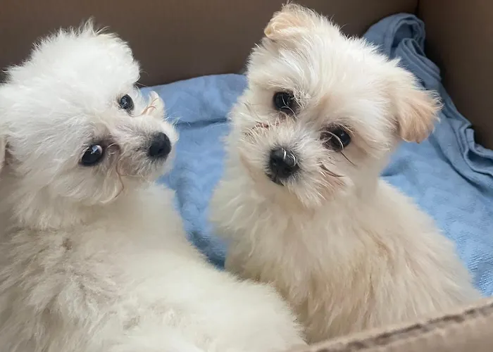Séjour à la ferme Muckross Riding Stables *