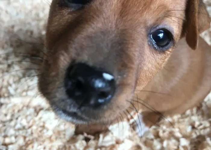 Muckross Riding Stables *