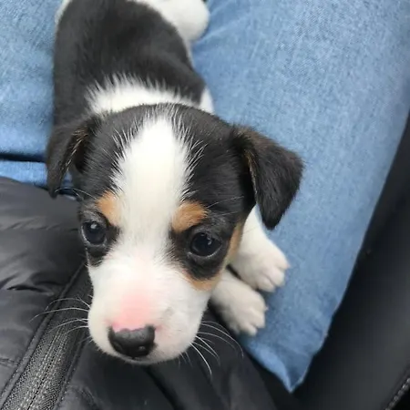 Lantgård Muckross Riding Stables *