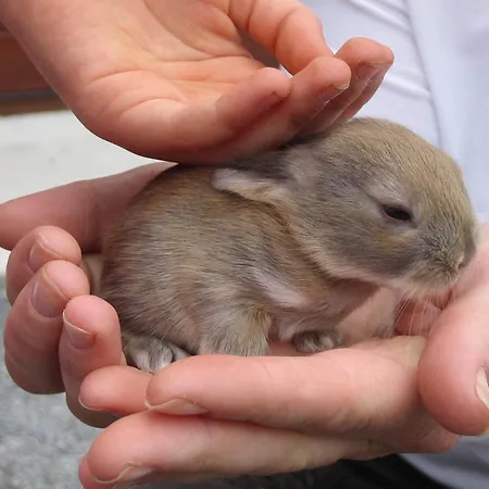 Lantgård Muckross Riding Stables Cill Airne