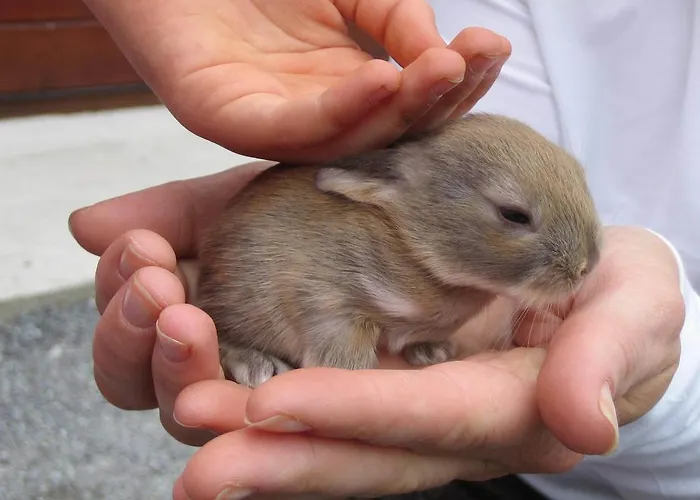 Bauernhof Muckross Riding Stables Killarney
