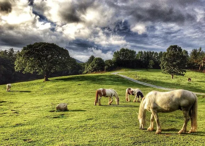 Çiftlik konaklama Muckross Riding Stables